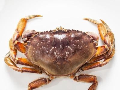 太子蟹海蟹珍宝蟹生冻冷冻珍宝蟹香辣蟹海鲜黄金蟹炒蟹1.3斤-3斤图3