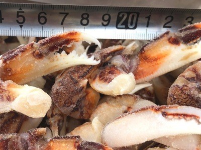 沙蟹钳捞汁麻辣海鲜青岛餐饮食材螃蟹钳梭子蟹钳大闸蟹钳子图4