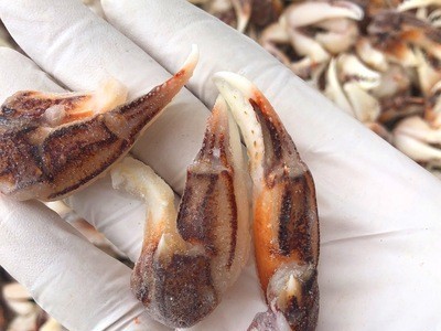沙蟹钳捞汁麻辣海鲜青岛餐饮食材螃蟹钳梭子蟹钳大闸蟹钳子图2