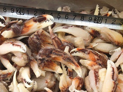 沙蟹钳捞汁麻辣海鲜青岛餐饮食材螃蟹钳梭子蟹钳大闸蟹钳子图5